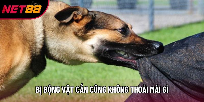 Bị động vật cắn cũng không thoải mái gì Bị động vật cắn cũng không thoải mái gì