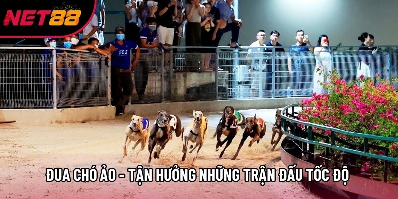 Đua Chó Ảo - Tận Hưởng Những Trận Đấu Tốc Độ Tại Net88